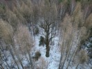 Betislavv dub